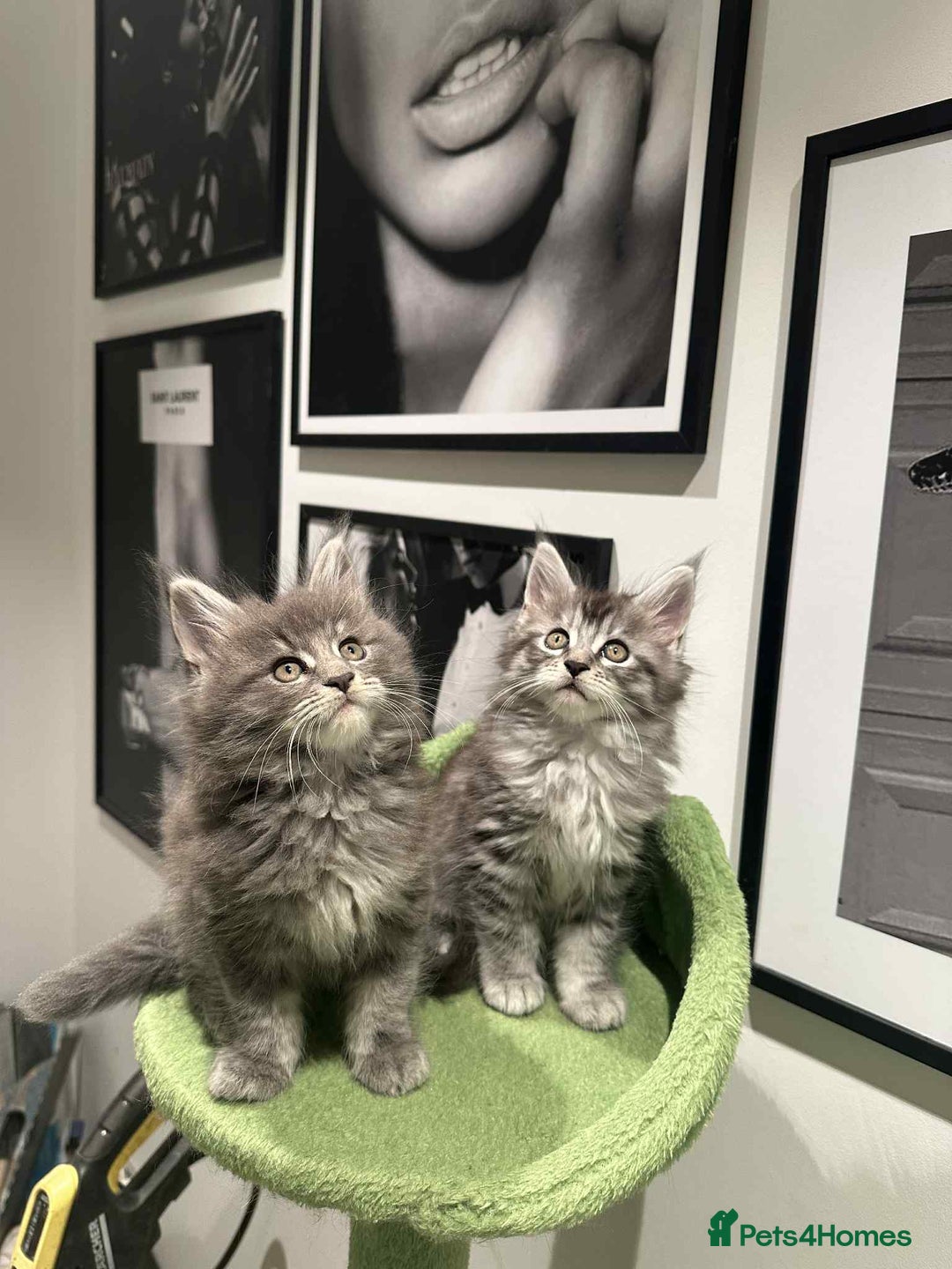 Maine Coon cats for sale: Stunning Mainecoon Kittens - Image 24