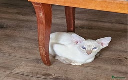 Siamese cats for sale: New lap needed for two GCCF male siamese kittens - Image 6