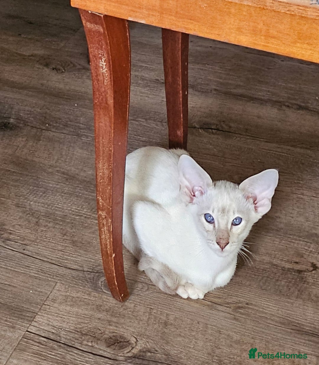 Siamese cats for sale: New lap needed for two GCCF male siamese kittens - Image 6