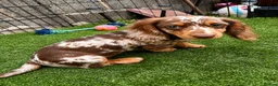 Miniature Dachshund dogs for sale: Beautiful KC miniature Dachshund Puppies 🌟 in Romford - Advert 5