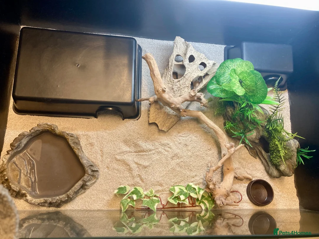 Leopard Gecko reptiles for sale: Leopard Gecko - Advert 2