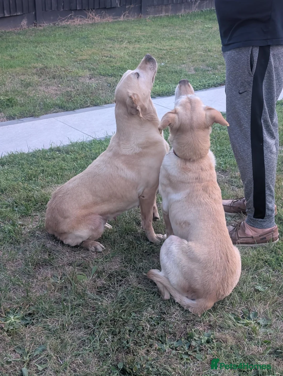 Labrador Retriever dogs for sale: Dolly&Patsy❤️ KC Reg Labs Looking for Forever Home - Advert 2