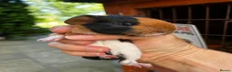 Guinea Pig rodents for sale: Baby guinea pigs, 3 pairs of male & 1 x females - Advert 8