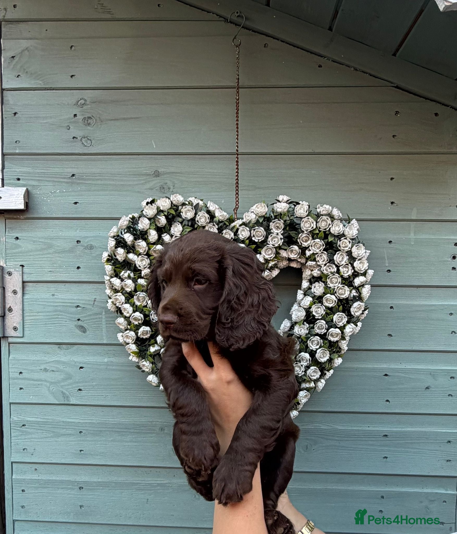 Sprocker dogs Female puppy - Advert 1