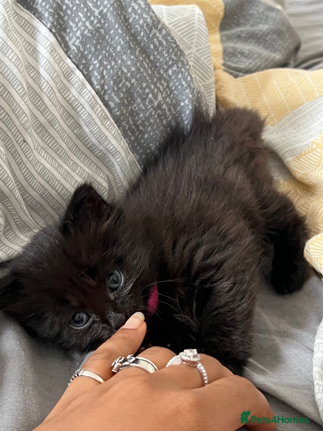Mixed Breed cats for sale: Adorable 5-Week-Old Kittens Ready for Loving Home  - Image 6