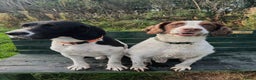 English Springer Spaniel dogs for sale: Lucky seeking a loving family - Advert 3
