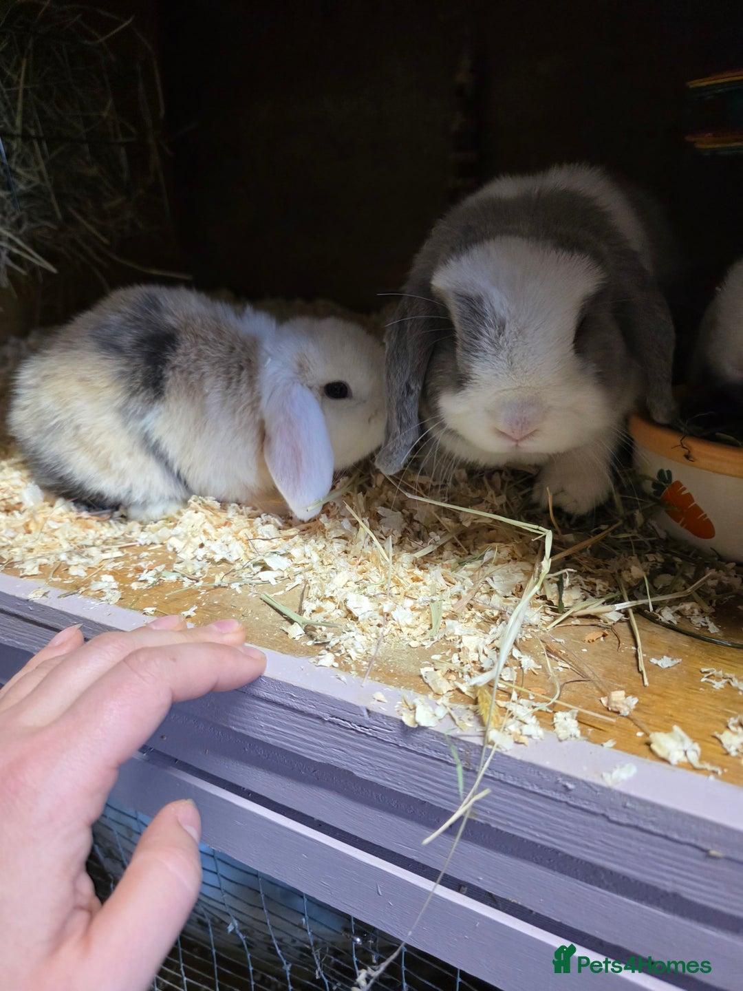 Mini Lop rabbits for sale: 3 Mini Lop boys  - Advert 8