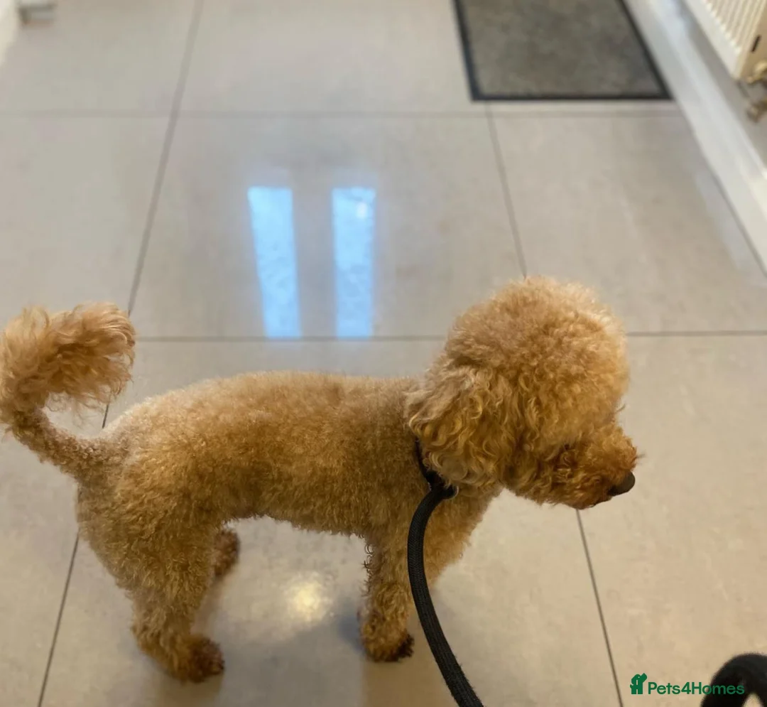 Toy Poodle dogs for stud: Toy Red Poodle Stud in Liverpool - Advert 2