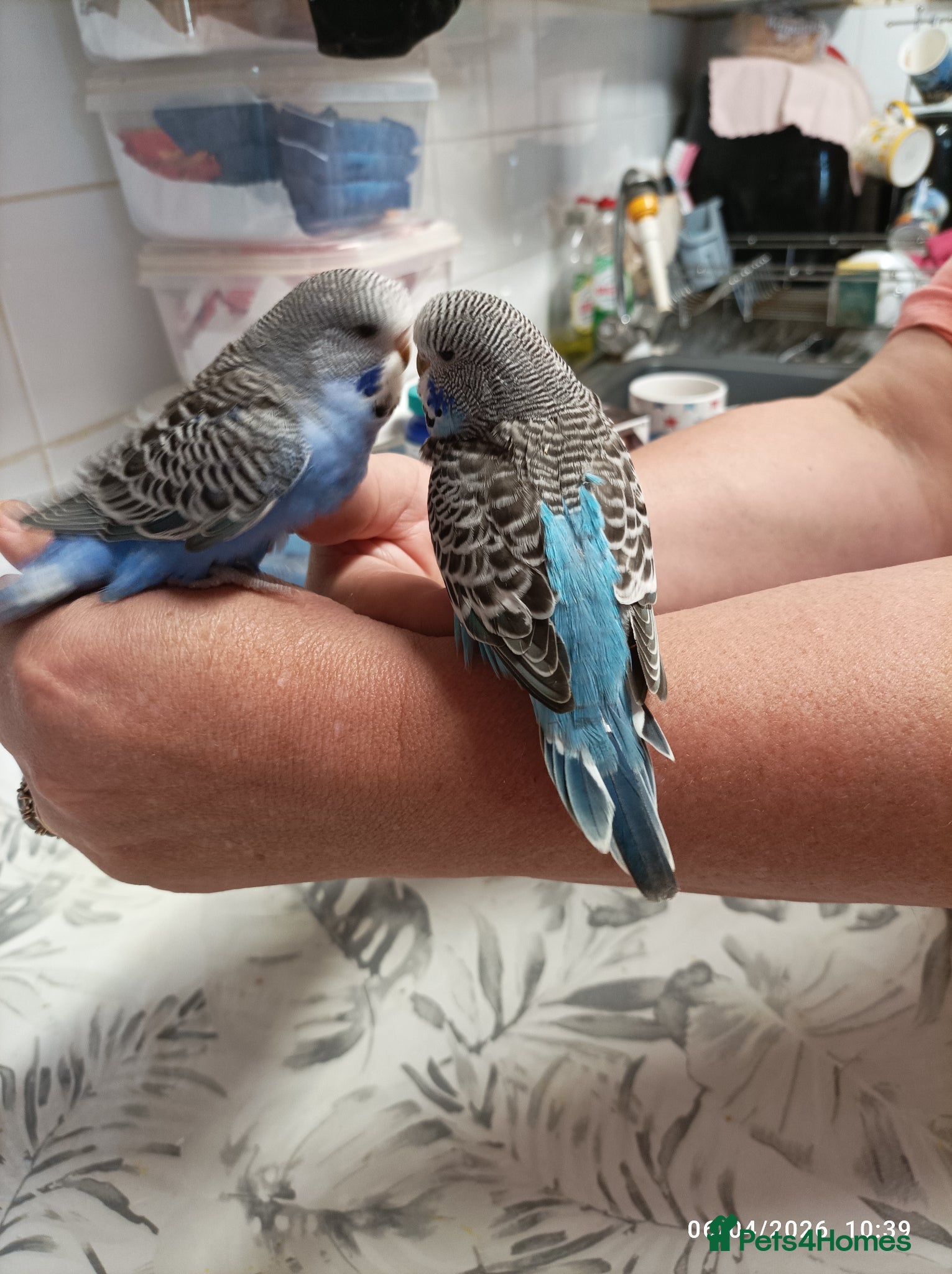 Budgerigars birds BABY BUDGIES from the same nest - Advert 10