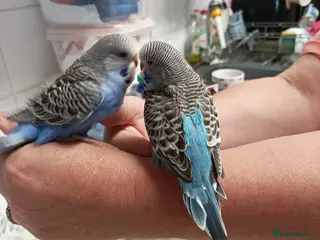 Budgerigars birds BABY BUDGIES from the same nest - Advert 10