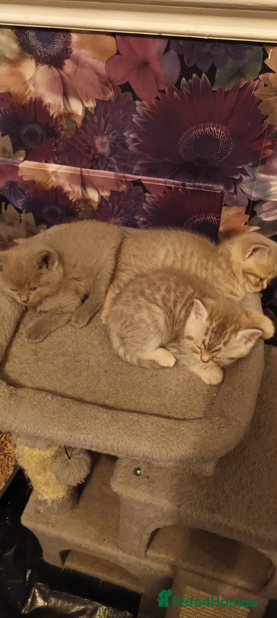 British Shorthair cats for sale: British short hair lilac cinnamon kittens - Advert 2