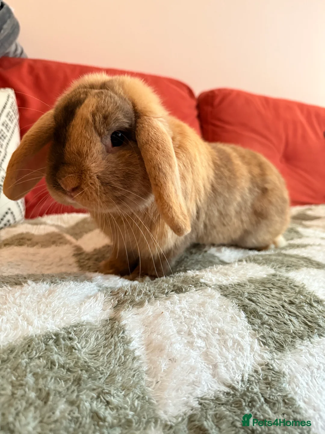 Dwarf Lop rabbits for sale: Two dwarf lop females  - Advert 2