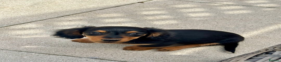 Dachshund Puppy 2