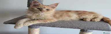 Maine Coon 1
