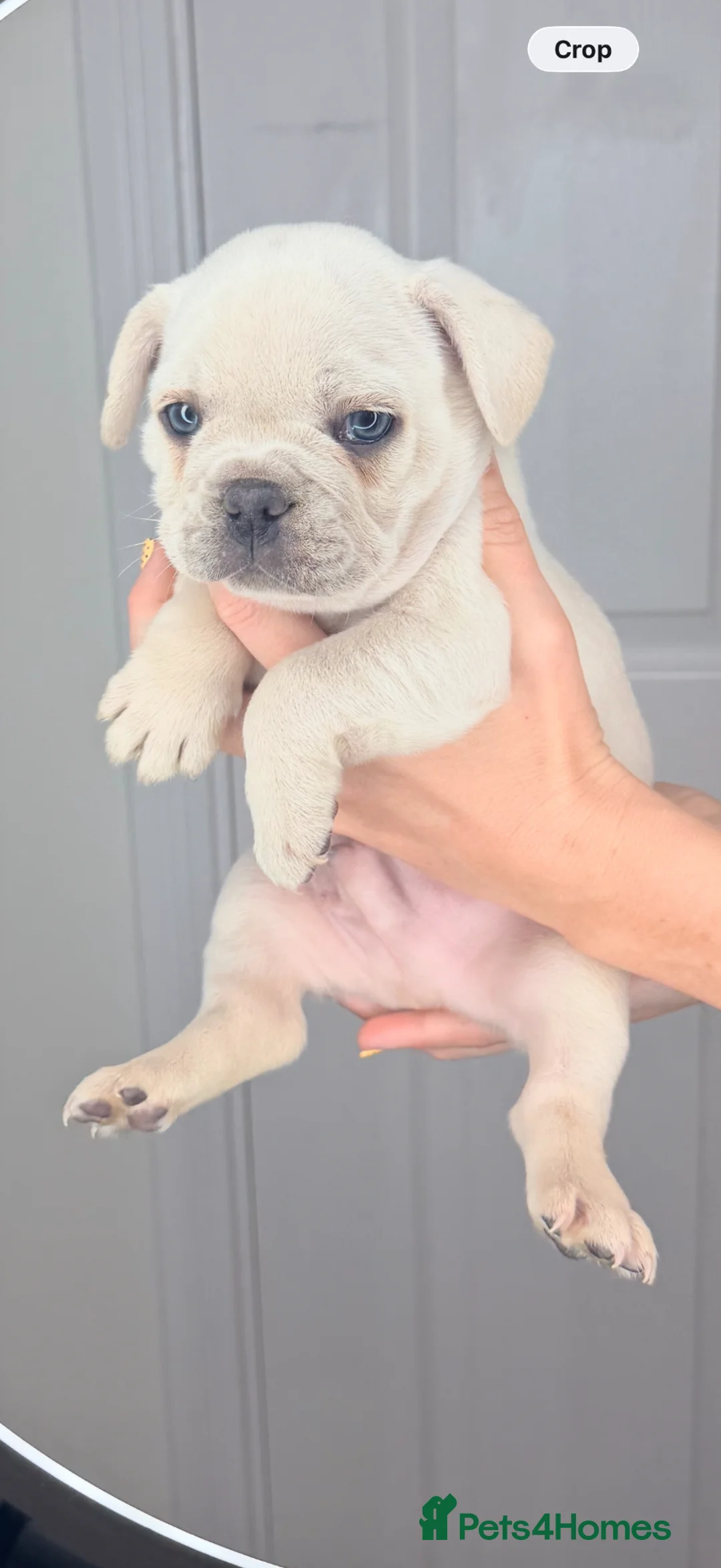 French Bulldog dogs for sale:  French bulldog puppies kc registered  - Advert 2