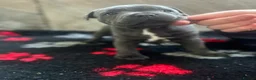 Staffordshire Bull Terrier dogs for sale: NOW READY! Pharaon X Piro X Bill Champion pups - Advert 36