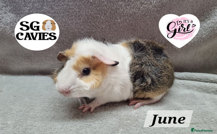Guinea Pig rodents - Advert 6