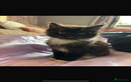 British Shorthair cats for sale: Two litters. 3 tabbies 4 fluffy black and white - Image 1
