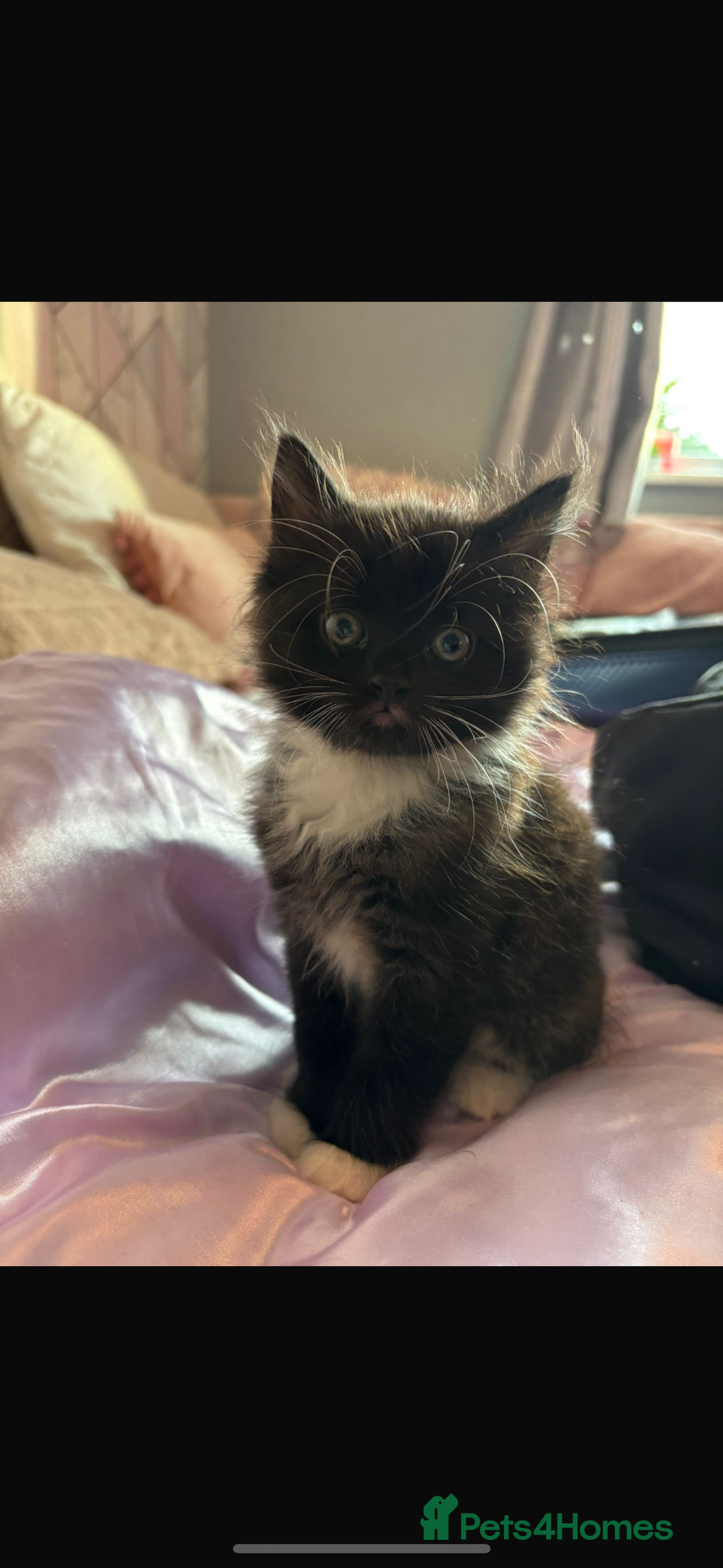 British Shorthair cats for sale: Two litters. 3 tabbies 4 fluffy black and white - Image 1