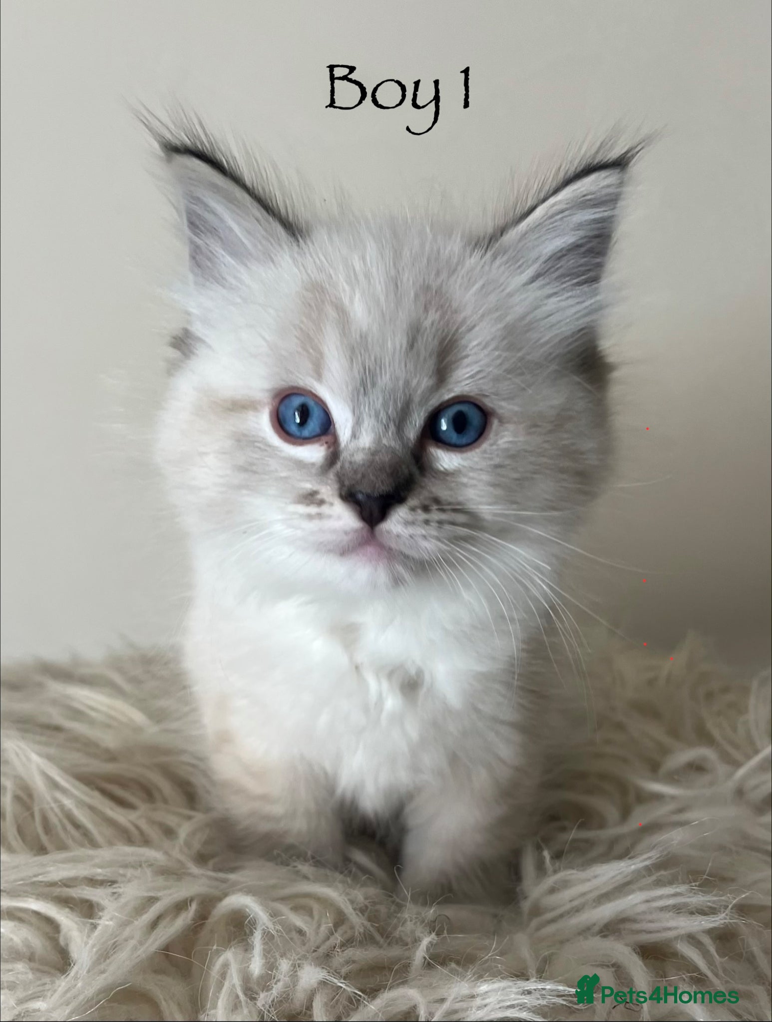 Ragdoll cats Outstanding GCCF Seal Lynx Ragdoll Kittens 🐾 - Advert 2