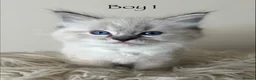 Ragdoll cats for sale: Outstanding GCCF Seal Lynx Ragdoll Kittens 🐾 - Advert 2