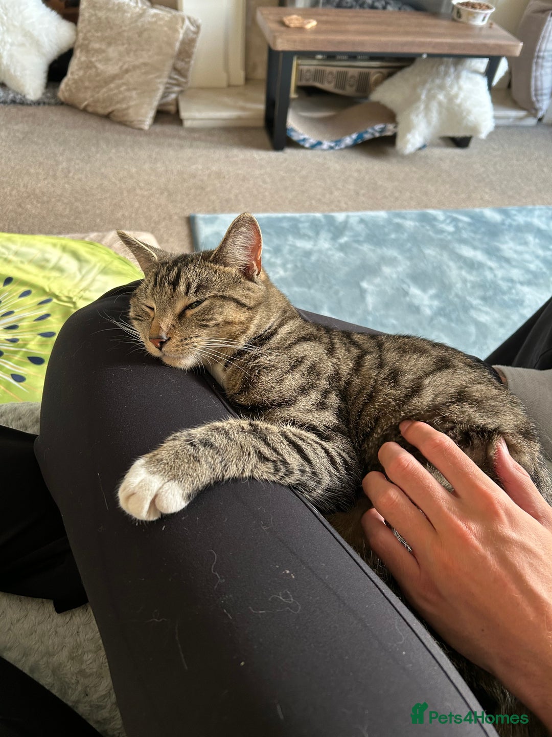 Mixed Breed cats for sale: Woody 1yr Old Lap Cat- Needs Rehoming - Advert 7