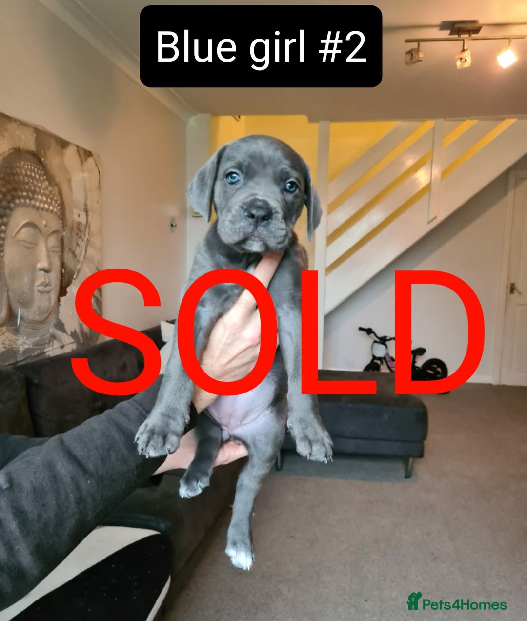 Cane Corso dogs for sale: READY TO LEAVE! OUTSTANDING CANE CORSO PUPPIES! - Advert 38