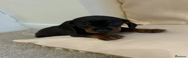Miniature Dachshund Puppy 3