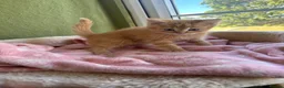 Ragdoll cats for sale: Sweet Ragdoll x angora - Advert 35