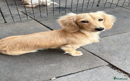 Miniature Dachshund dogs for sale: LONG COAT CREAM BOY  - Image 3