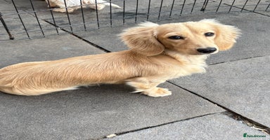 Miniature Dachshund dogs - Advert 1