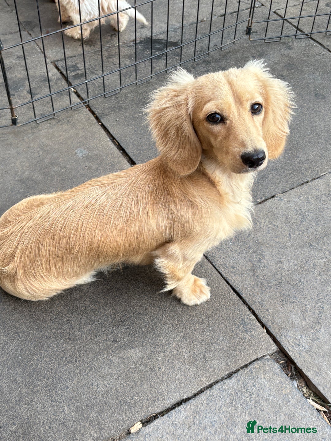 Miniature Dachshund dogs for sale: LONG COAT CREAM BOY  - Image 3