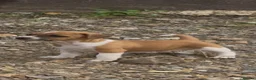 Jack Russell dogs for sale: Jack Russell puppies for sale - Advert 8