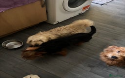 Mixed Breed dogs for sale: 2 puppies for sale  - Image 9