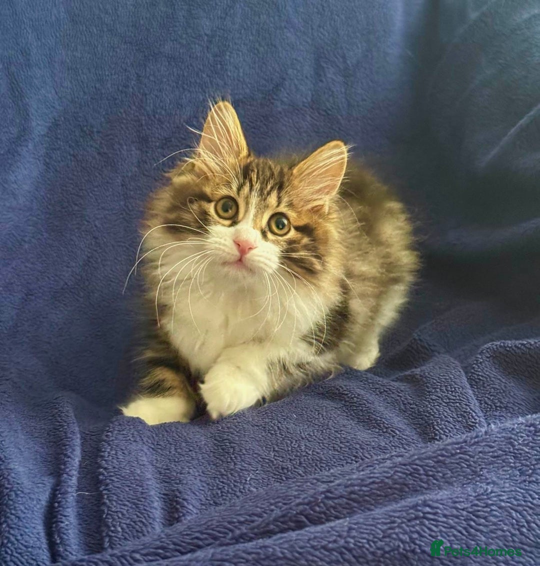 Kurilian Bobtail cats for sale: Reserved Kurilian Bobtail  kitten in spring  - Advert 4