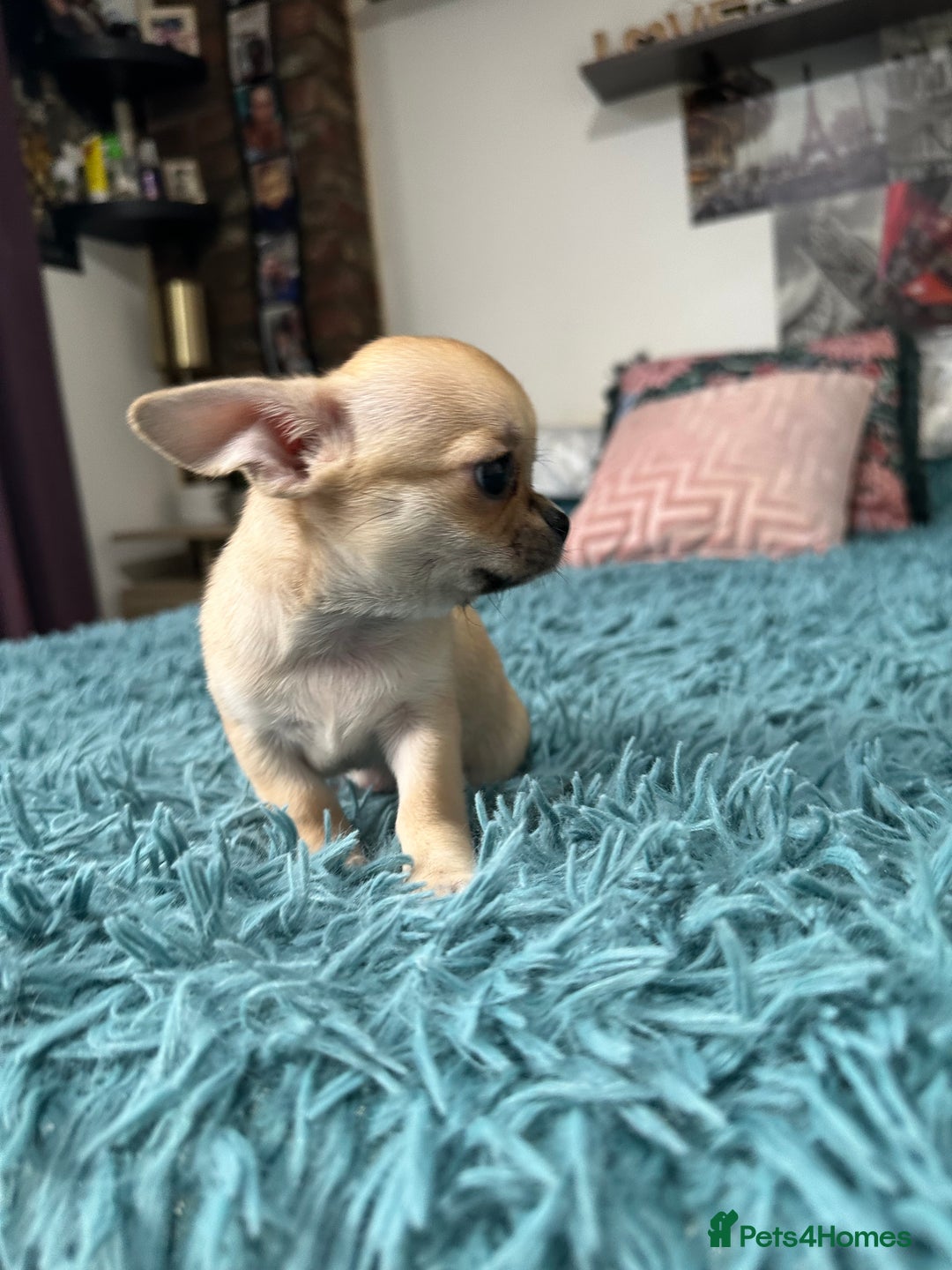 Chihuahua dogs for sale: Beautiful Chihuahua puppies. Two girls left  - Advert 30