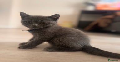 British Shorthair cats - Advert 3