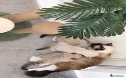Ragdoll cats for sale: TICA RARE ENTIRE MALE! BLUE POINT MIT CHAMP BLOOD - Image 14