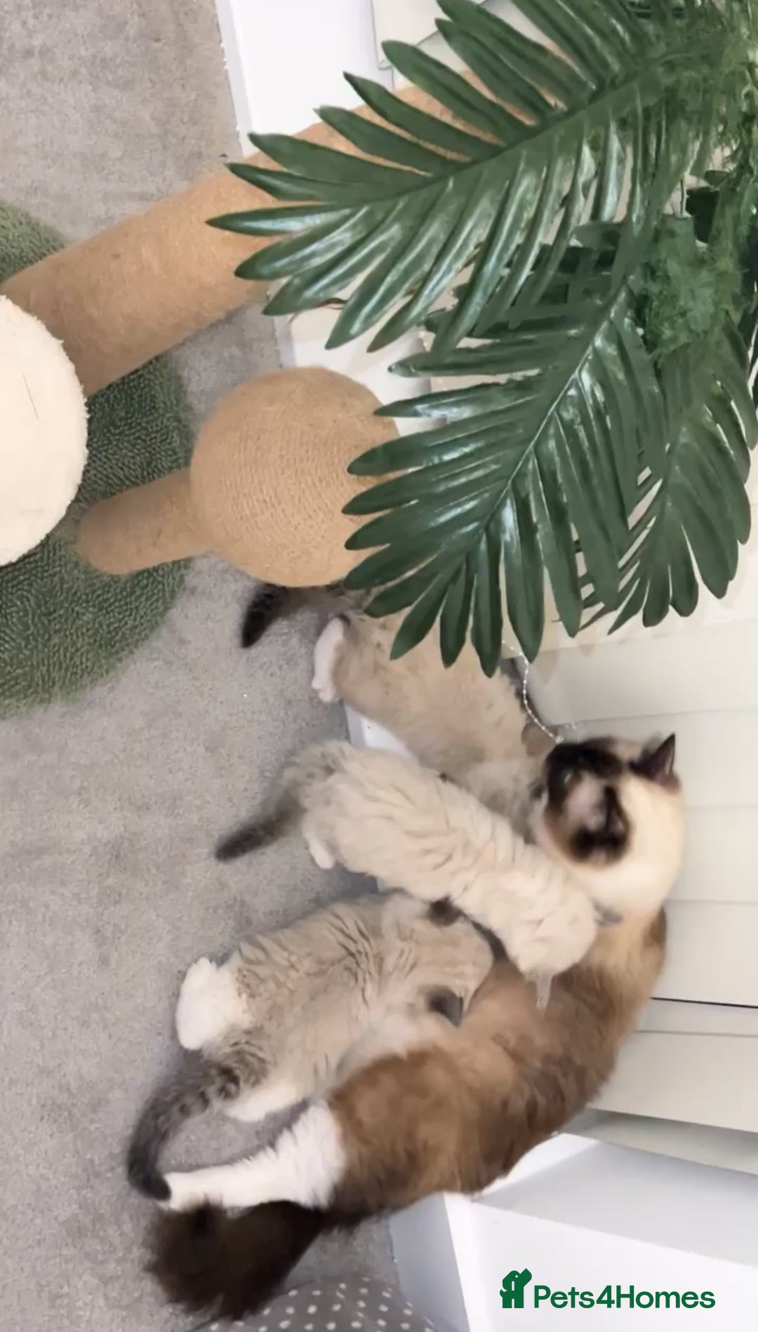 Ragdoll cats for sale: TICA RARE ENTIRE MALE! BLUE POINT MIT CHAMP BLOOD - Image 14