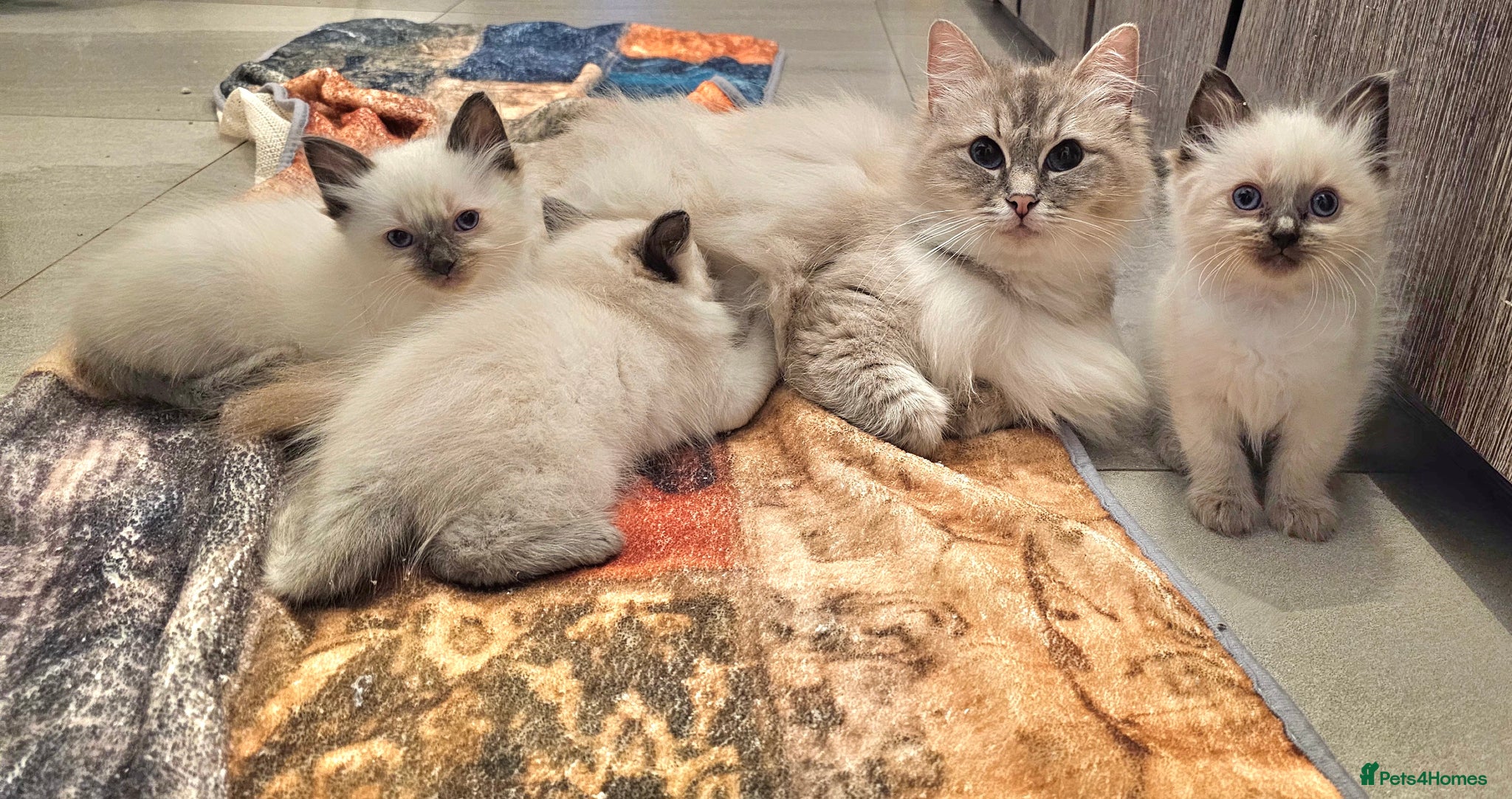 Ragdoll cats stunning  ragdoll kittens  - Advert 10