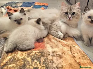 Ragdoll cats stunning ragdoll kittens last boy available - Advert 10