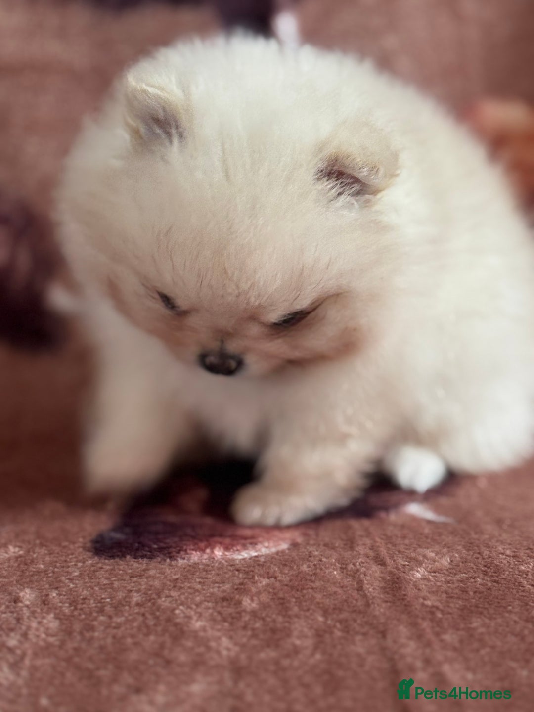 Pomeranian dogs for sale: Male Pomeranian  - Image 5