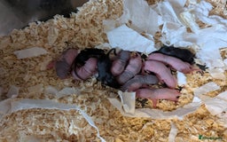 Rat rodents for sale: Dwarf & standard rats  - Image 11