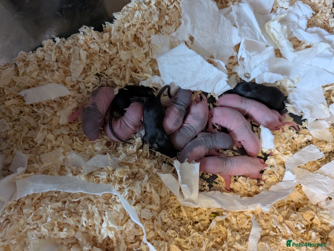 Rat rodents for sale: Dwarf & standard rats  - Image 11