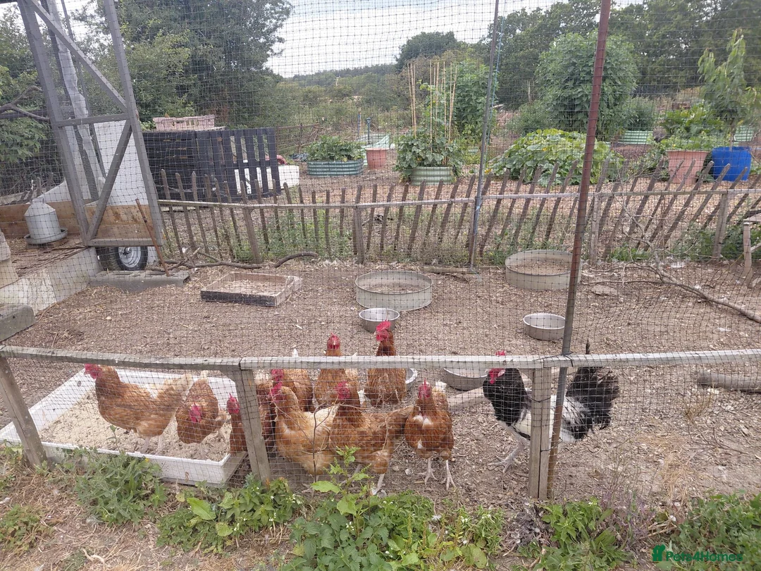 Chickens poultry for sale: 3 cross bred layers for sale. in Harlow - Advert 2