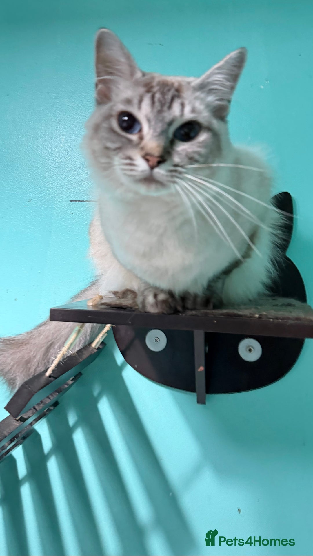 Ragdoll cats for sale: Beautiful ragdoll kitten  - Advert 3