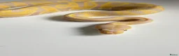 Python Snake reptiles for sale: Candy-Leo-66% het Pied Female - Advert 5