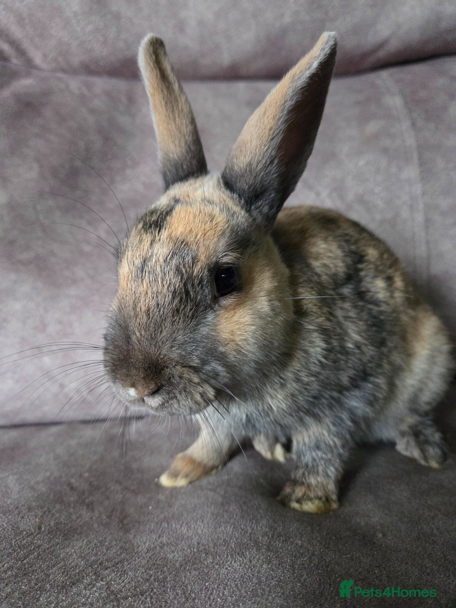 Rex rabbits Harlequin Rex x mini lop buck 🩵VERY TAME - Advert 4
