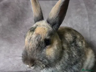 Rex rabbits Harlequin Rex x mini lop buck 🩵VERY TAME - Advert 4