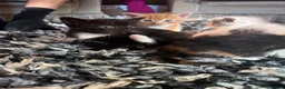 Mixed Breed cats for sale: *Beautiful mixed litter* - Advert 12